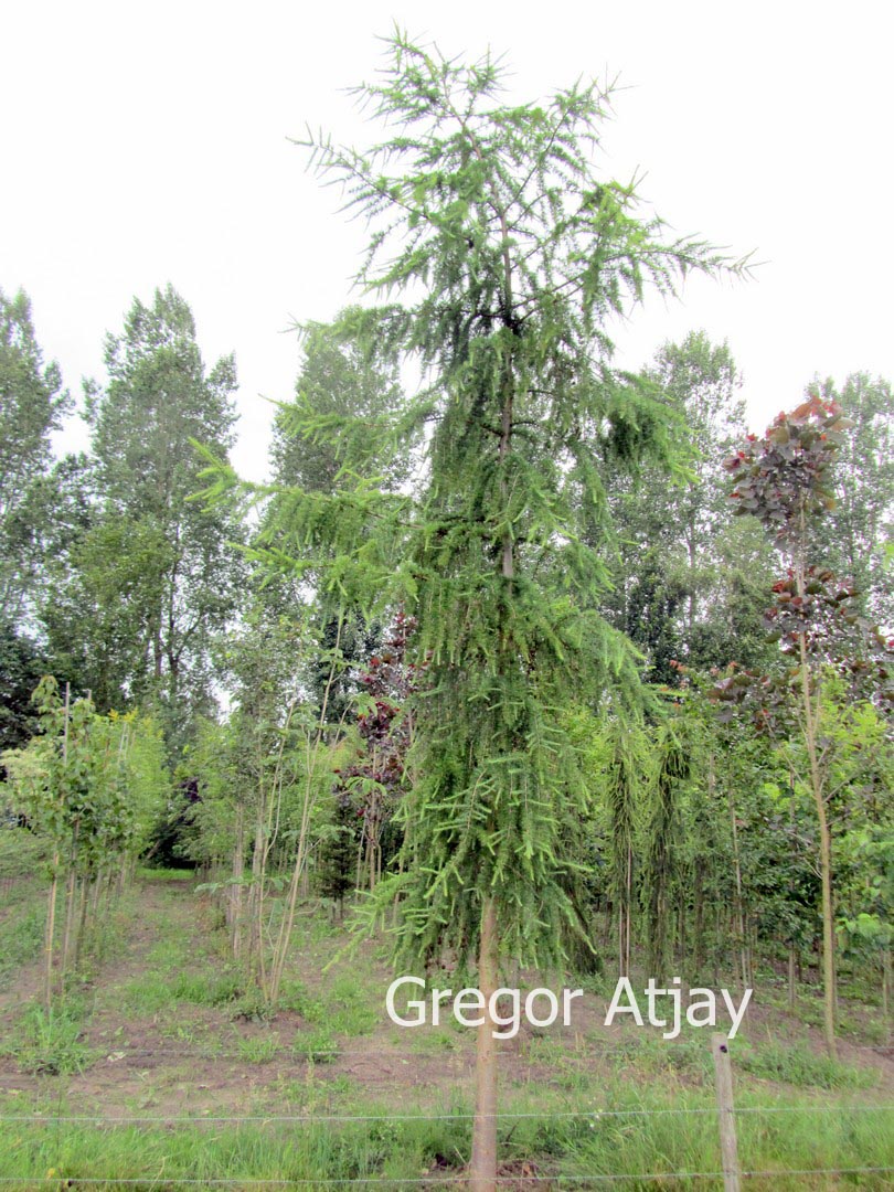 Larix sibirica