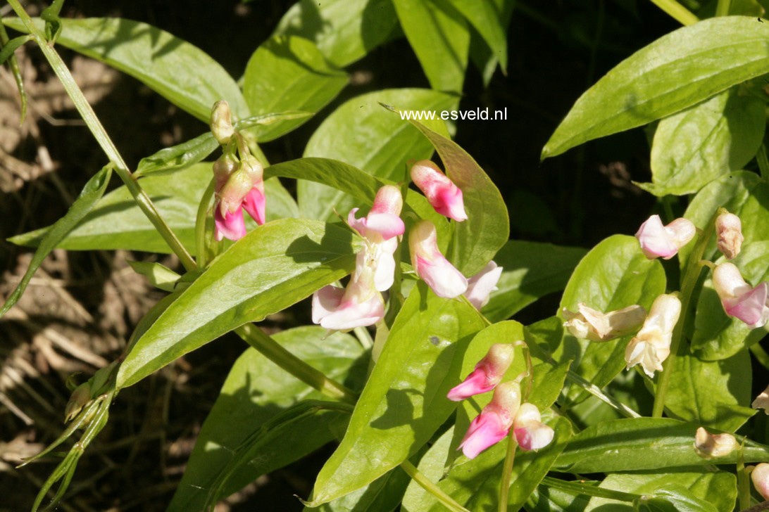 Lathyrus vernus