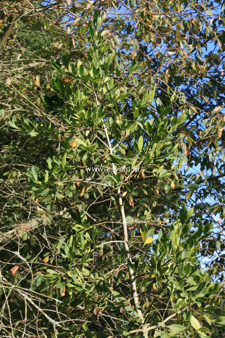 Laurelia sempervirens