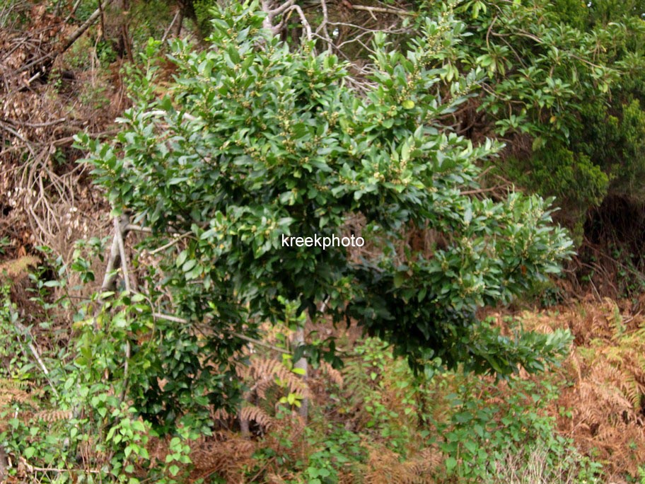 Laurus novocanariensis