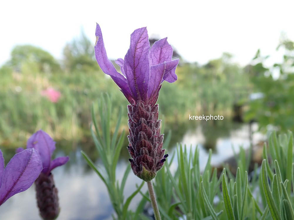 Lavandula stoechas 'Victory'
