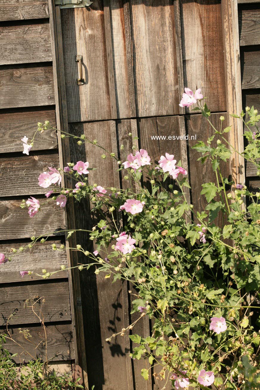 Lavatera thuringiaca
