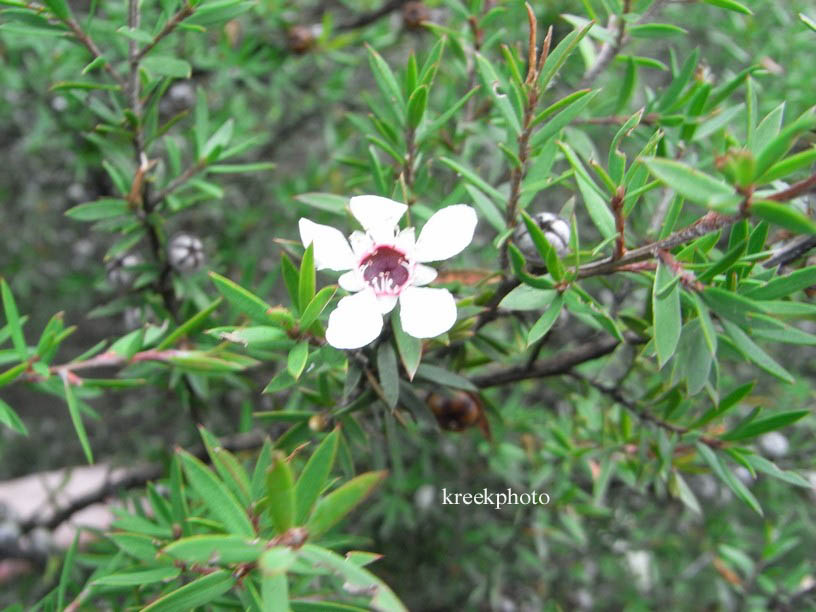 Leptospermum scoparium