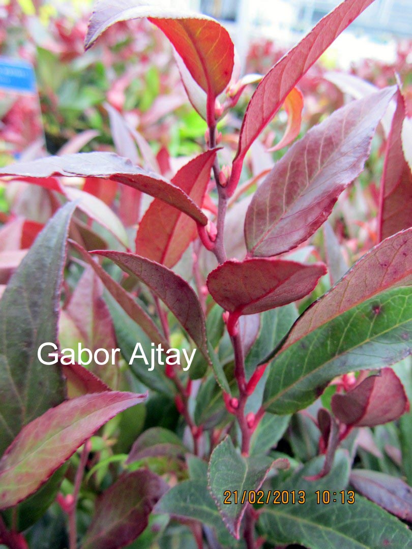 Leucothoe 'Lipsbolwi' (RED LIPS)