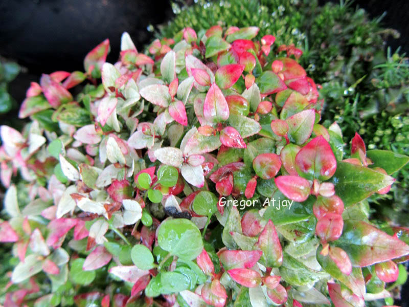 Leucothoe axillaris 'A.E.Wilson'