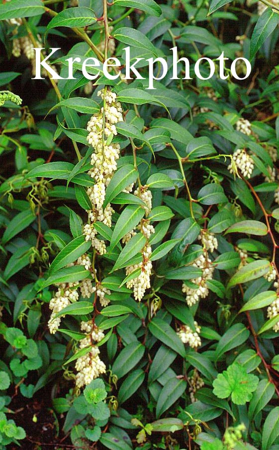 Leucothoe axillaris
