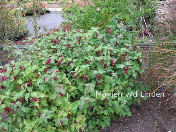 Leycesteria formosa 'Purple Rain'