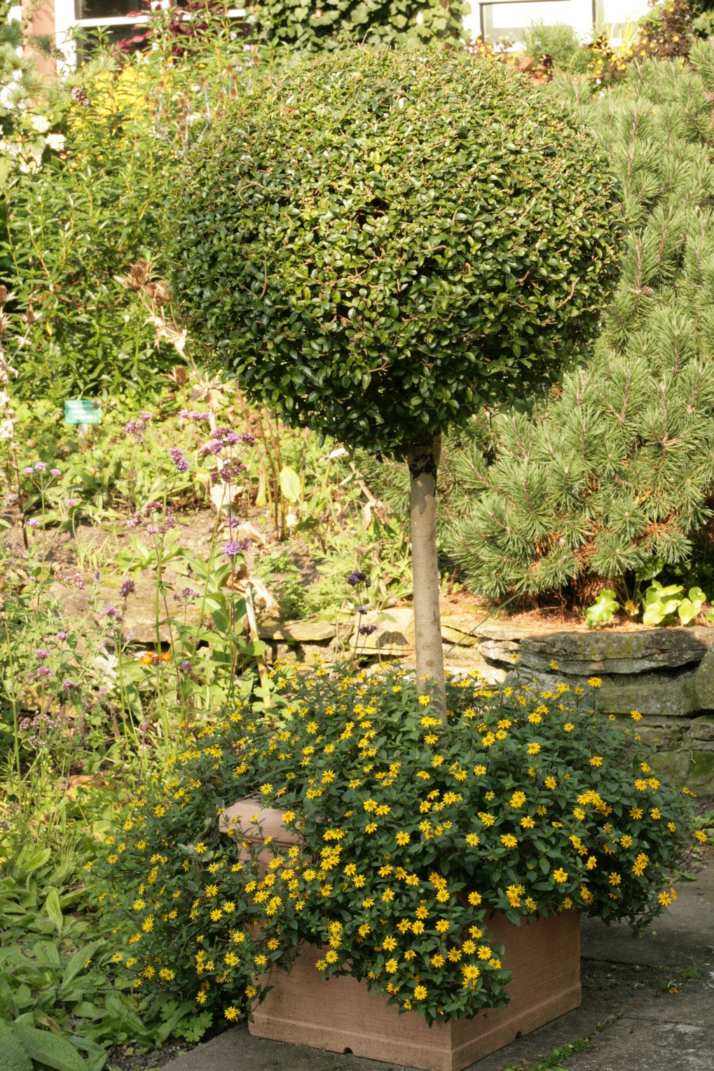 Ligustrum delavayanum