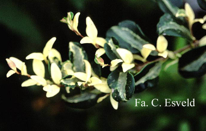 Ligustrum japonicum 'Silver Curls'