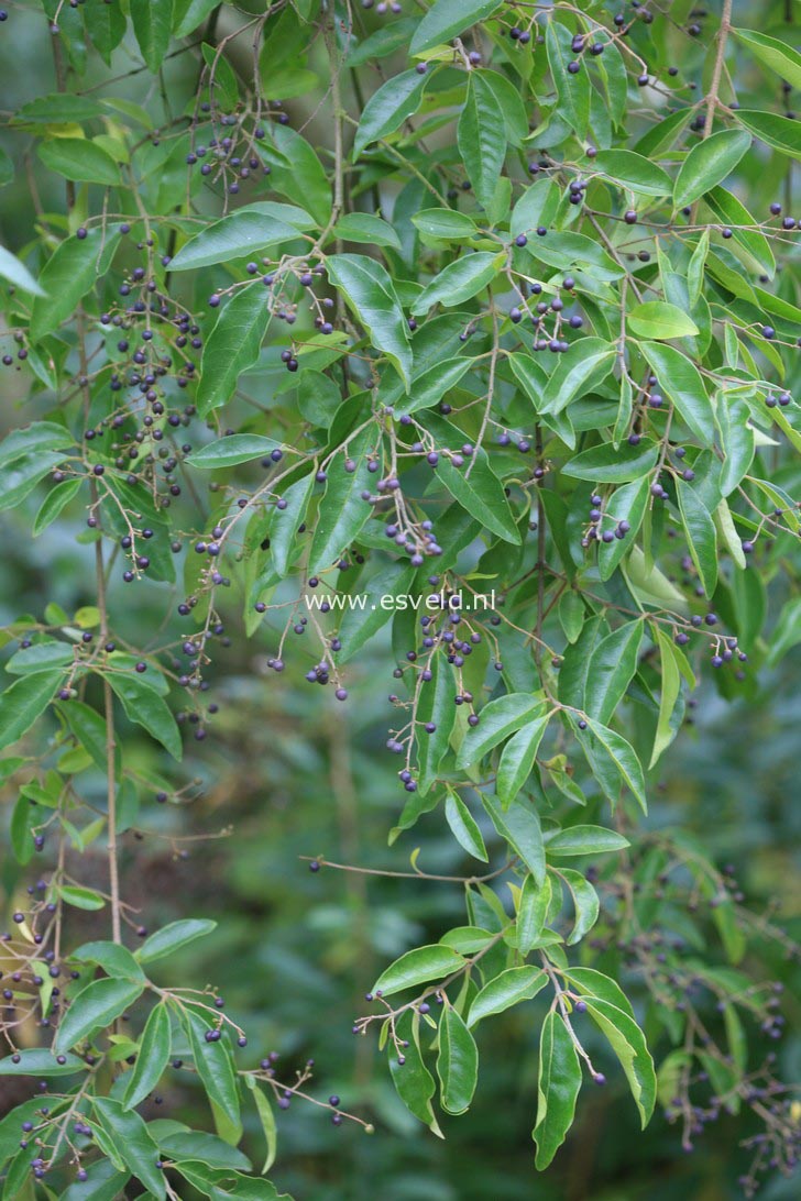 Ligustrum sinense