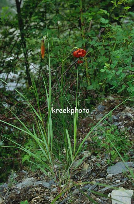 Lilium martagon