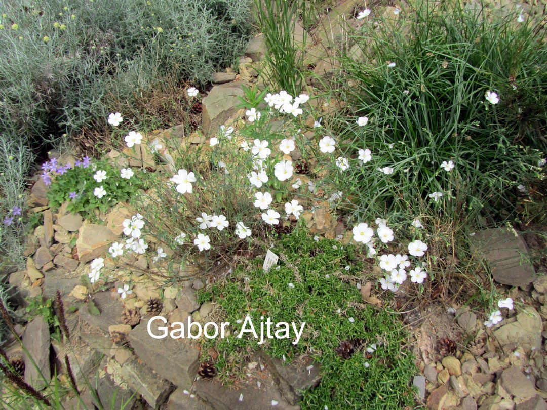 Linum perenne 'Album'