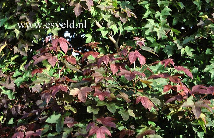 Liquidambar formosana 'Ellen'