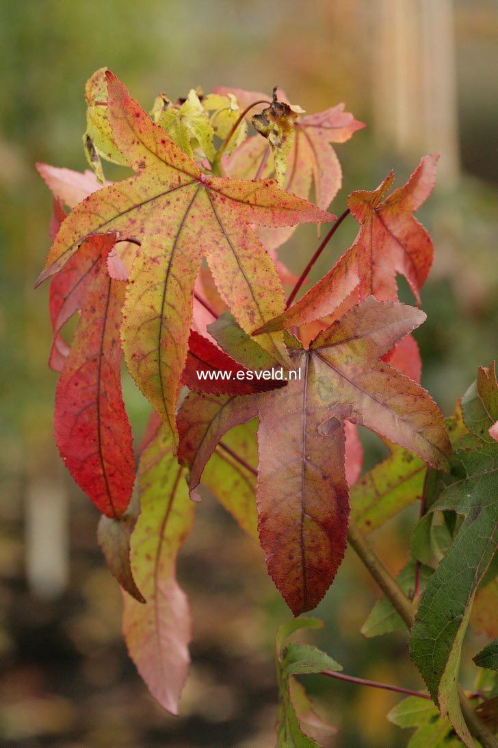 Liquidambar styraciflua 'Autumn Color Globe'