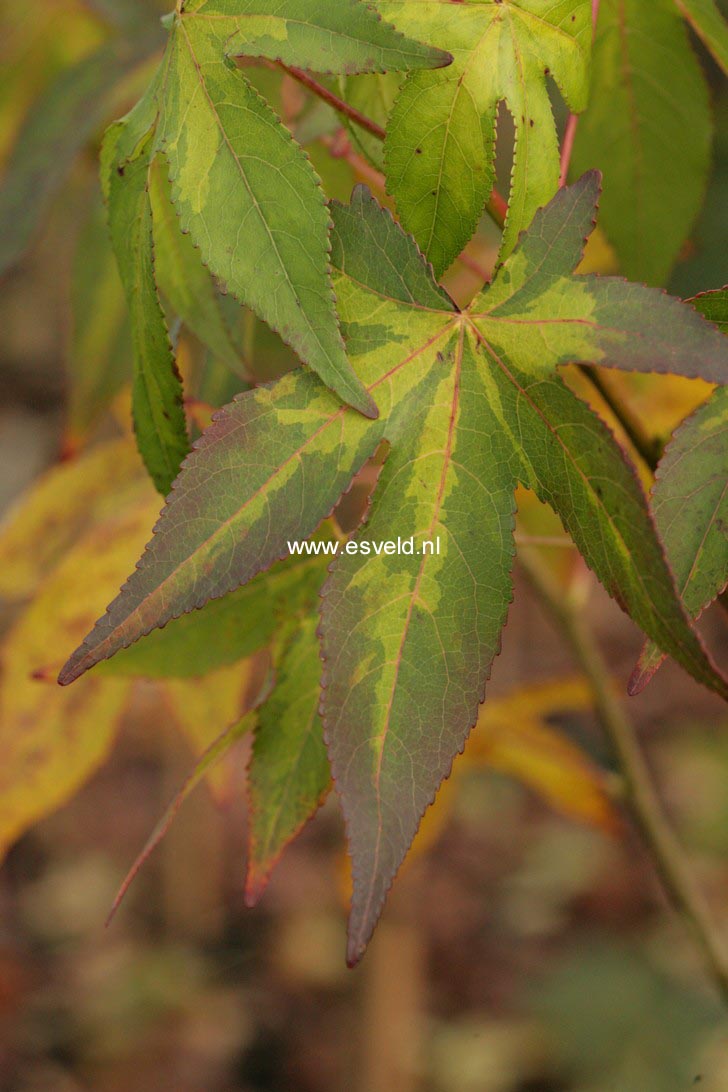 Liquidambar styraciflua 'Gotrev'