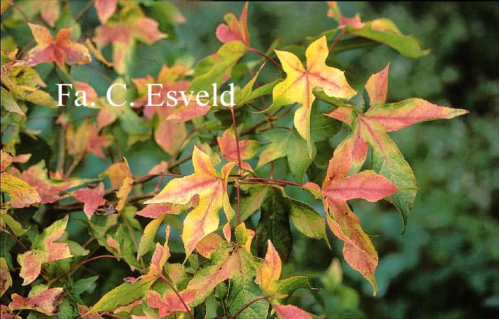 Liquidambar styraciflua 'Naree'