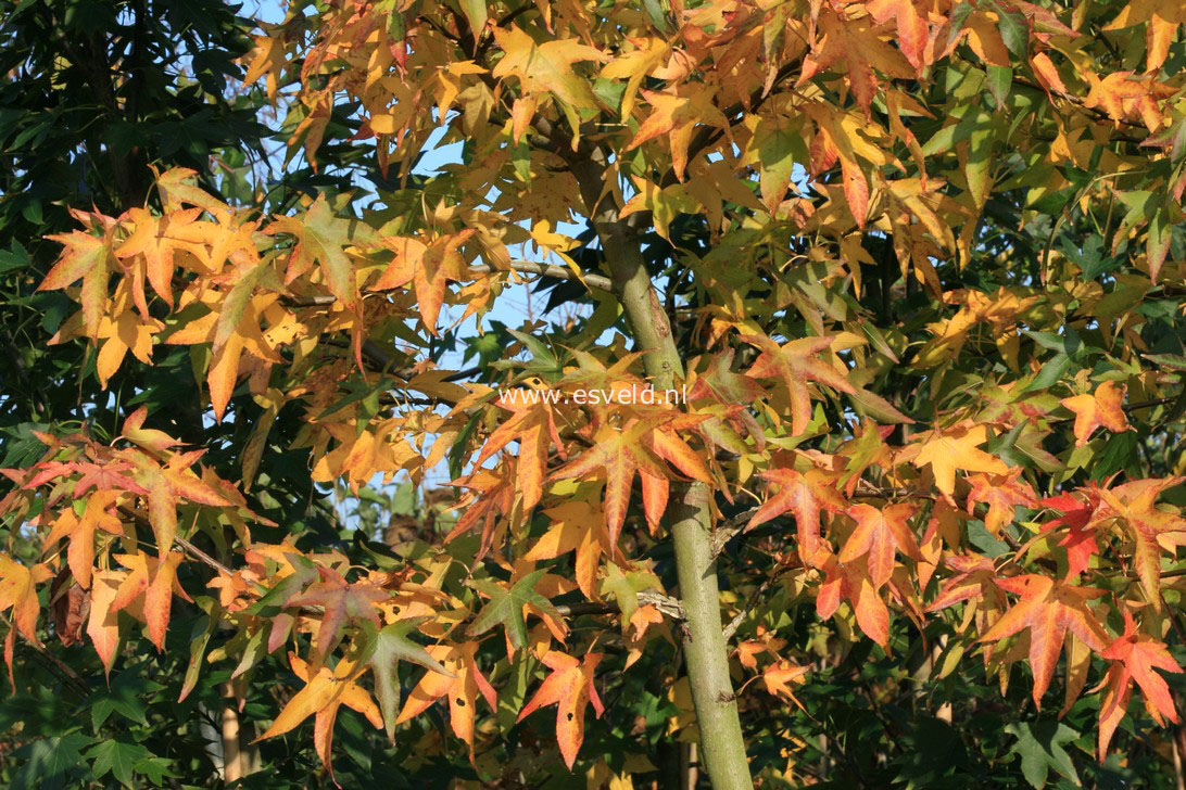 Liquidambar styraciflua 'Parasol'