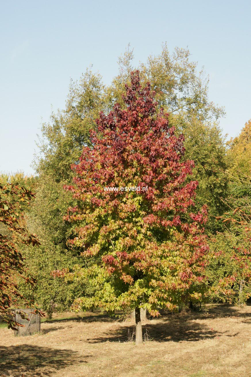 Liquidambar styraciflua 'Thea'