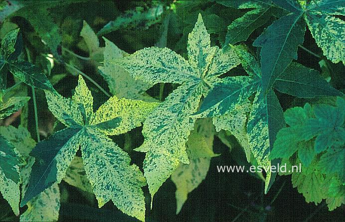 Liquidambar styraciflua 'Variegata'