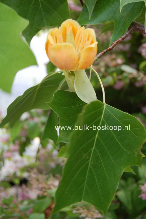 Liriodendron 'Chapel Hill'