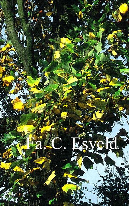 Liriodendron tulipifera 'Fastigiatum'