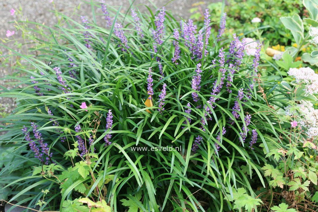 Liriope muscari 'Big Blue'