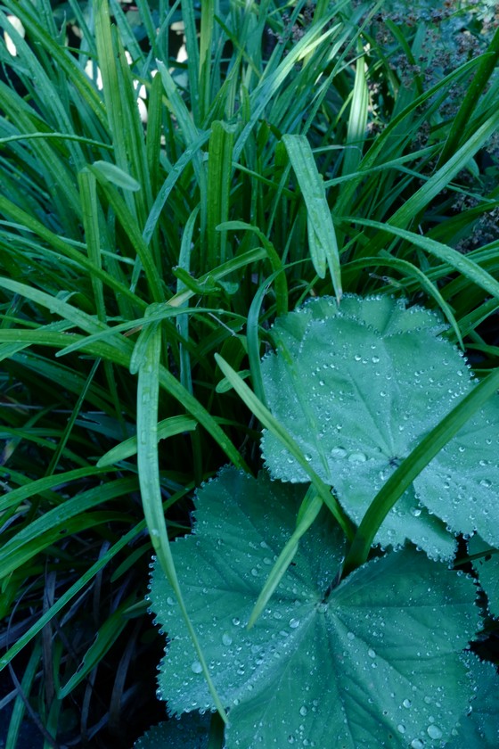 Liriope muscari 'Moneymaker'