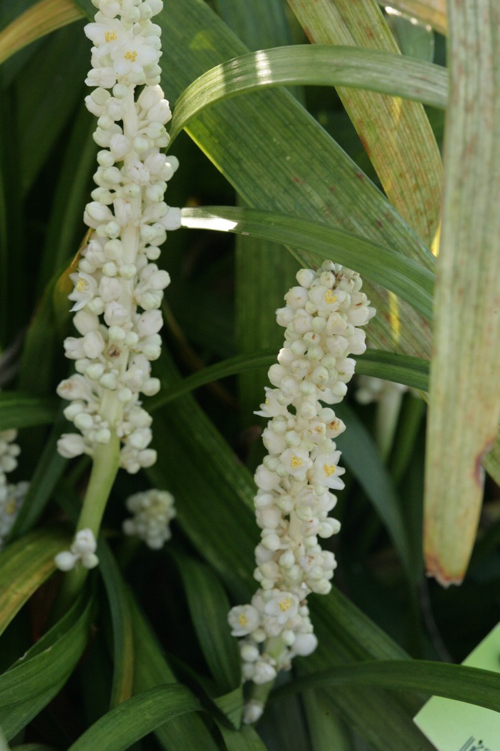 Liriope muscari 'Monroe White'