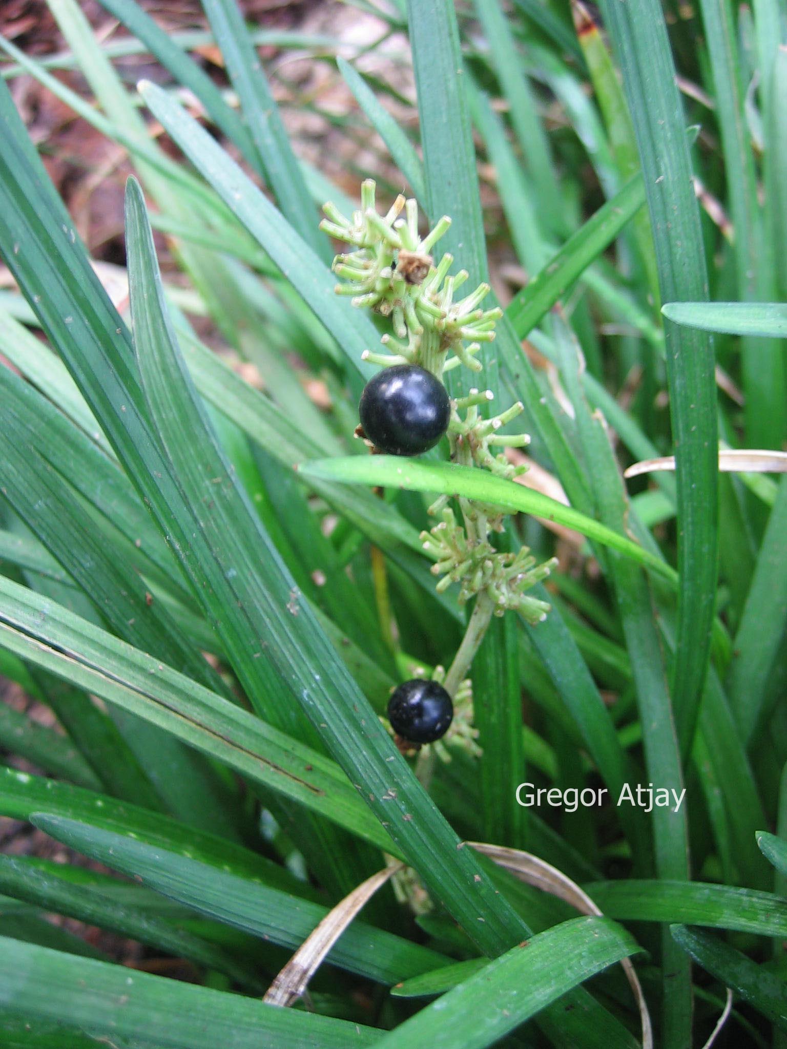 Liriope spicata
