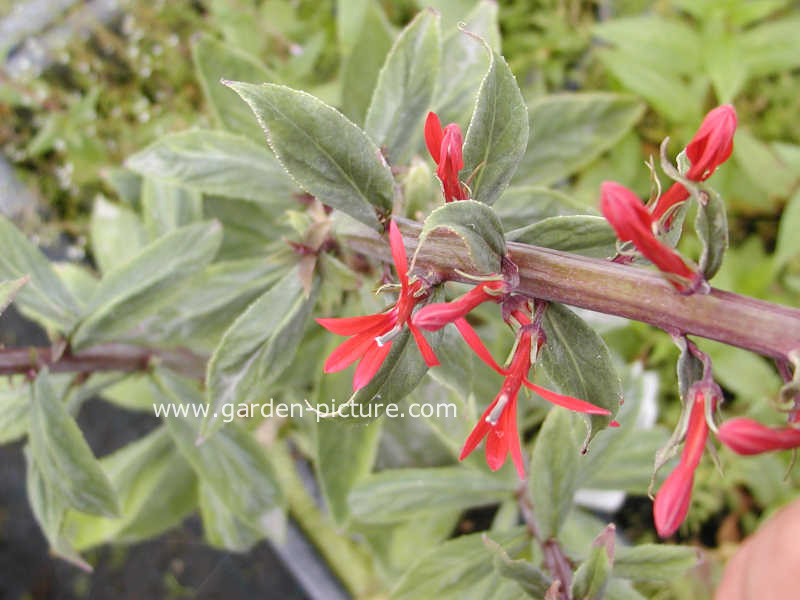 Lobelia cardinalis