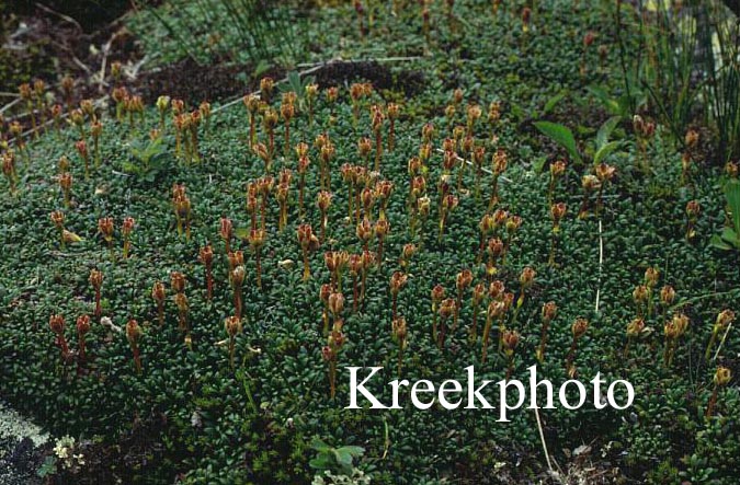 Loiseleuria procumbens