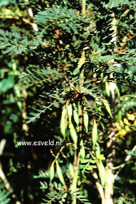 Lomatia ferruginea
