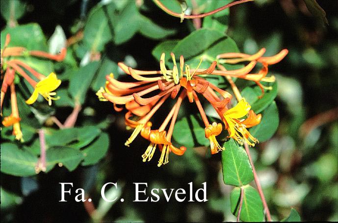 Lonicera 'Mandarin'