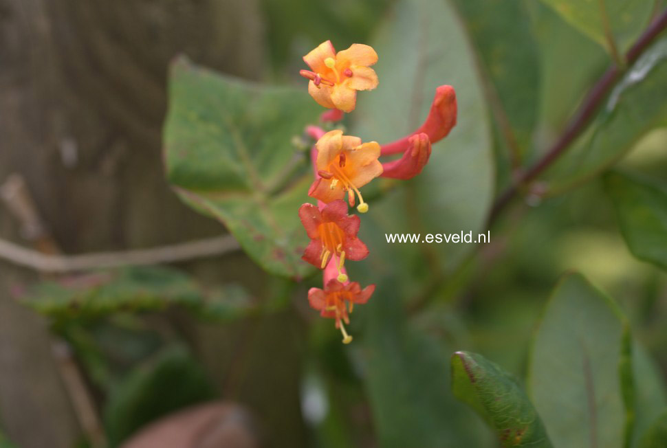 Lonicera brownii 'Fuchsioides'