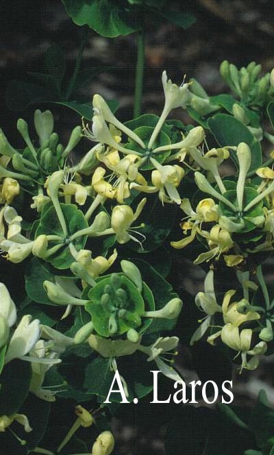 Lonicera caprifolium 'Anna Fletcher'