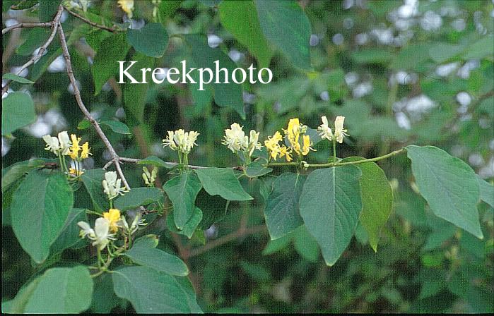 Lonicera chrysantha