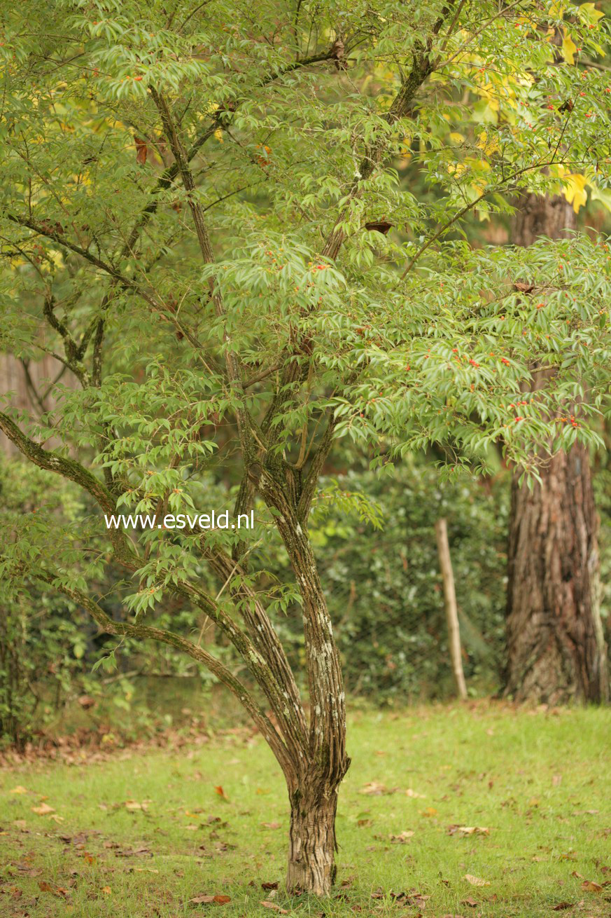 Lonicera deflexicalyx