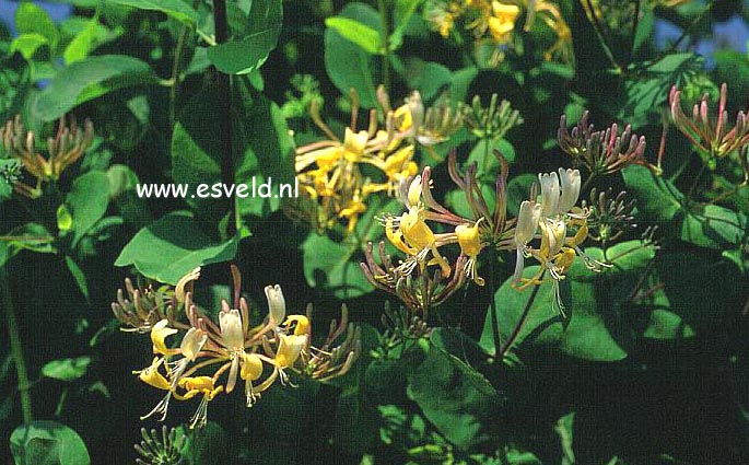 Lonicera etrusca 'Superba'