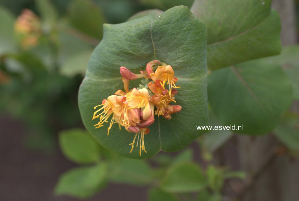 Lonicera flava