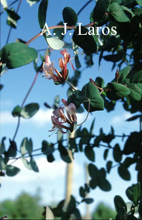 Lonicera hispidula