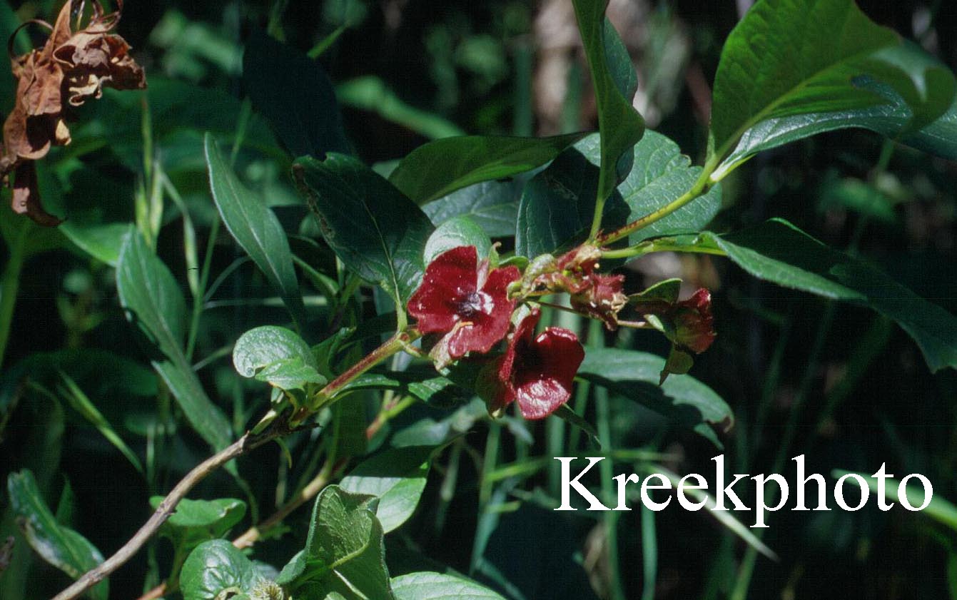 Lonicera involucrata