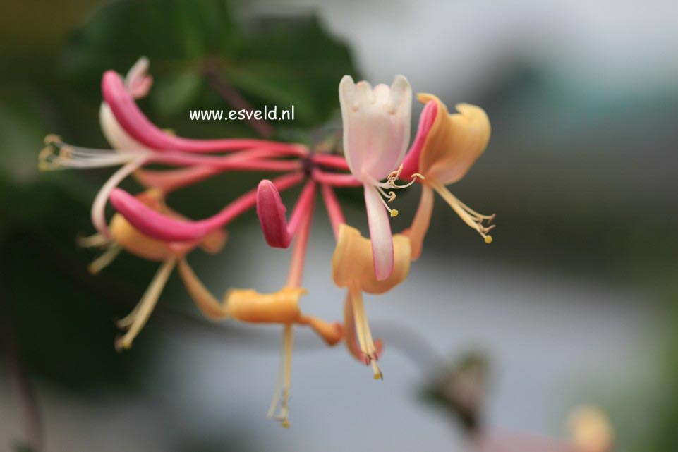 Lonicera italica 'Atrosanguinea'