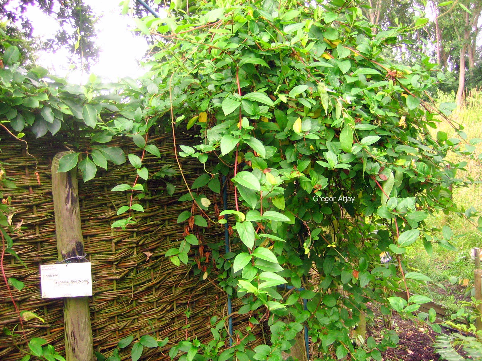 Lonicera japonica 'Red World'