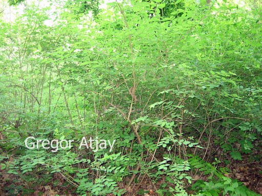Lonicera morrowii