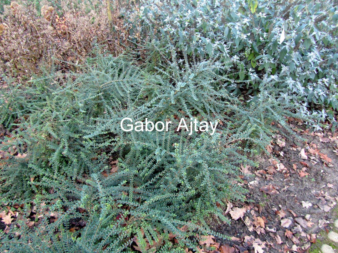 Lonicera nitida 'Ernest Wilson'