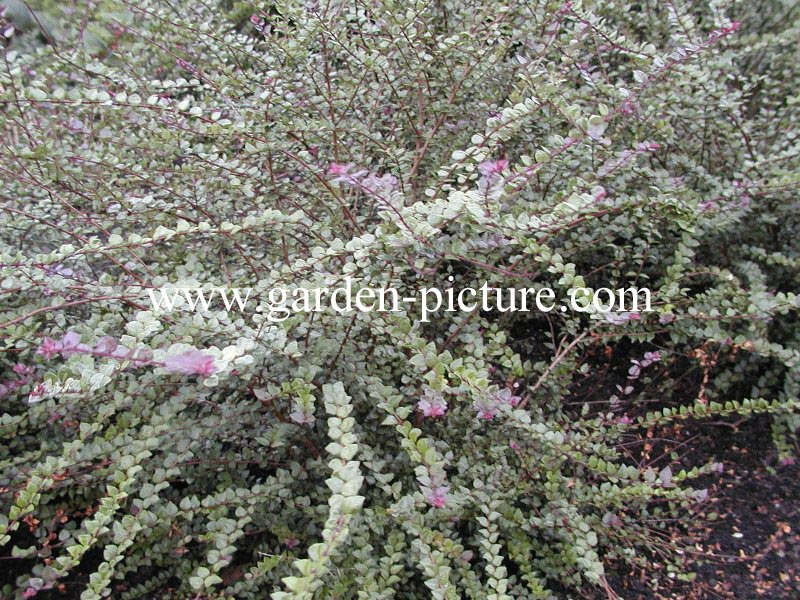 Lonicera nitida 'Red Tips'