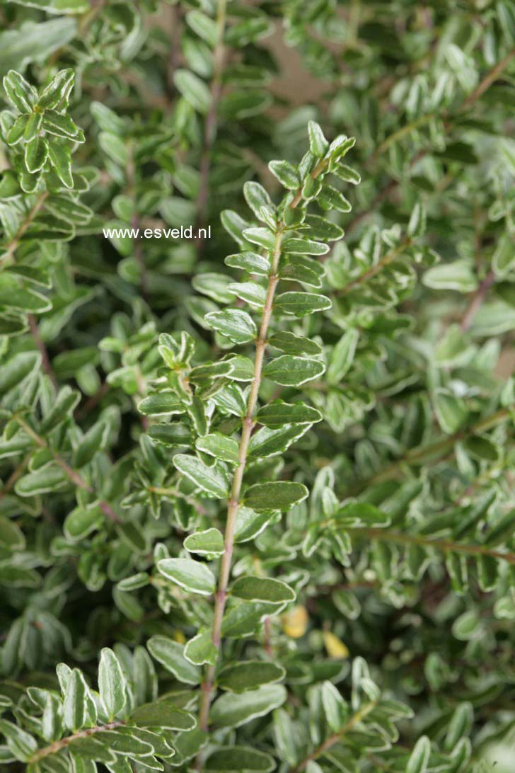 Lonicera nitida 'Silver Beauty'