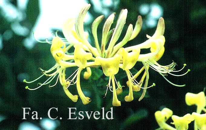 Lonicera periclymenum 'Cream Cloud'