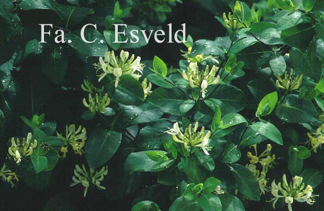 Lonicera periclymenum 'Martine'