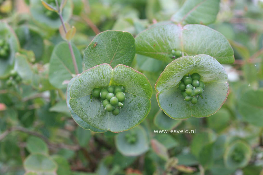 Lonicera reticulata 'Silver'